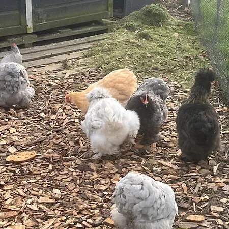 Droom Aan De Linge Panzió Wadenoijen