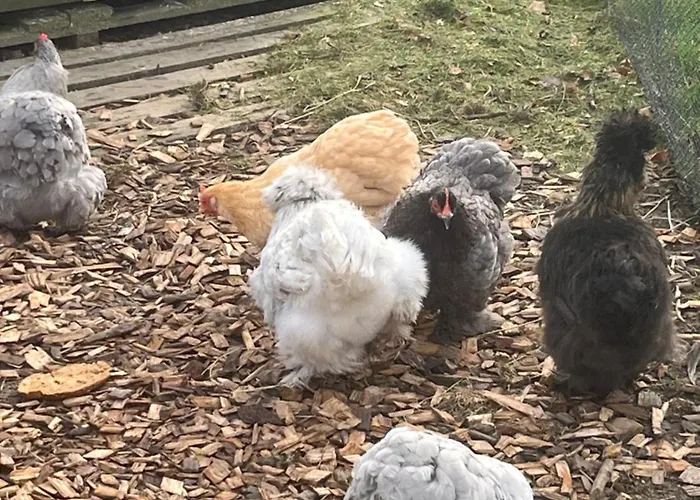 Droom Aan De Linge Panzió Wadenoijen